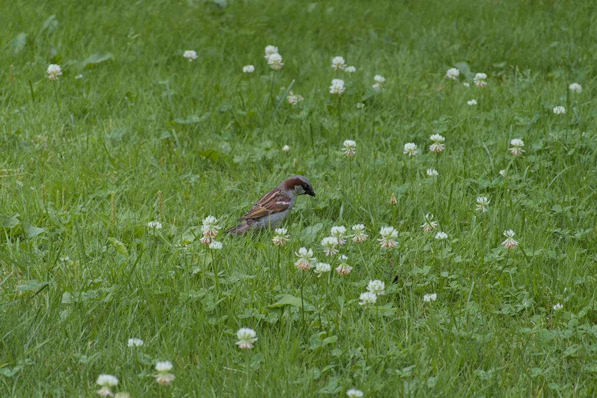 Birb