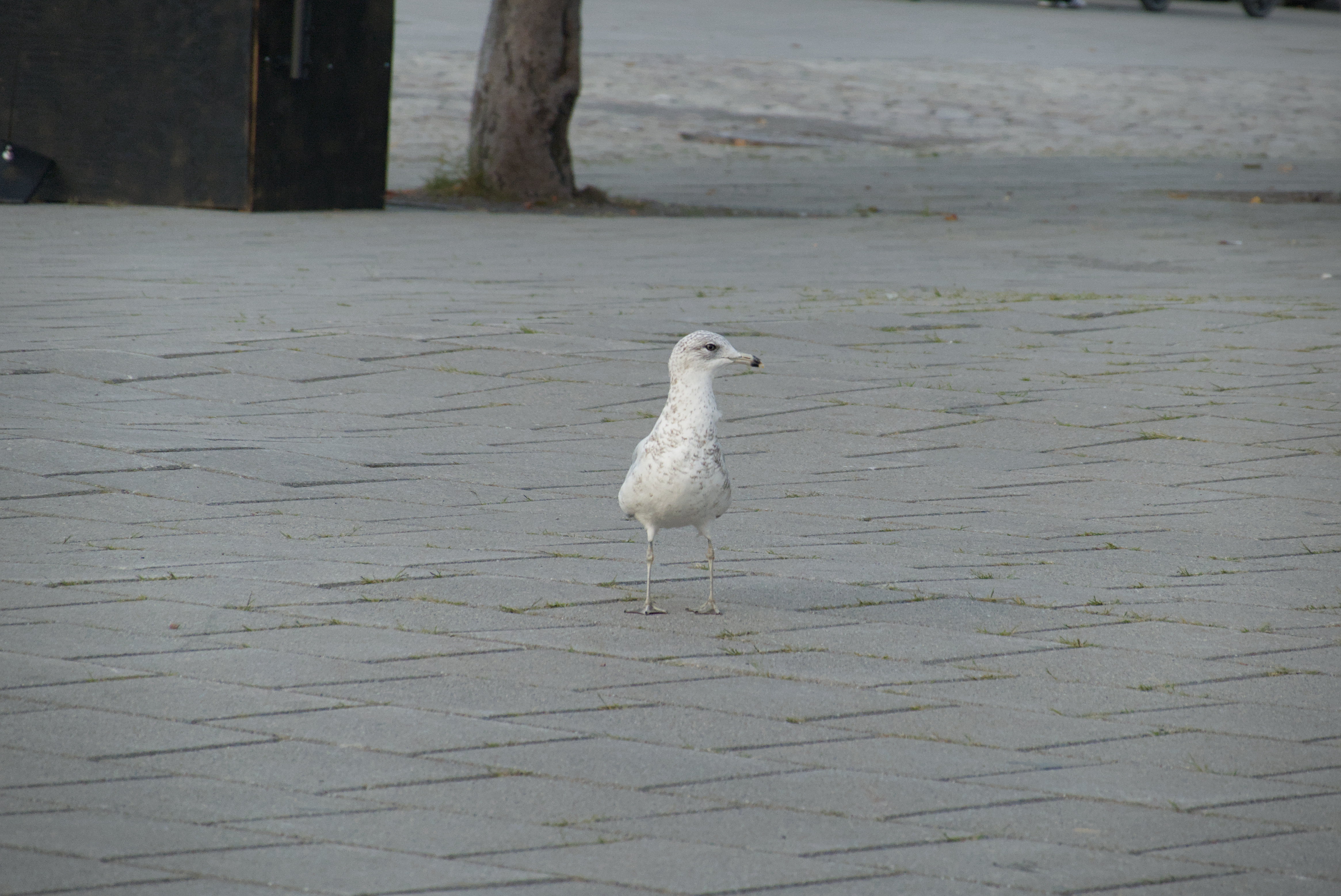 Seagull @ Port of Montreal