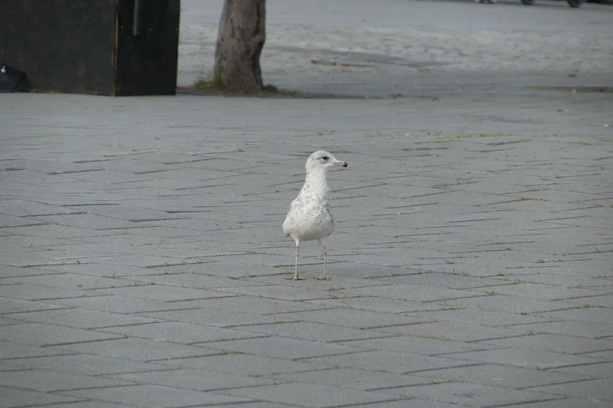 Seagull @ Port of Montreal
