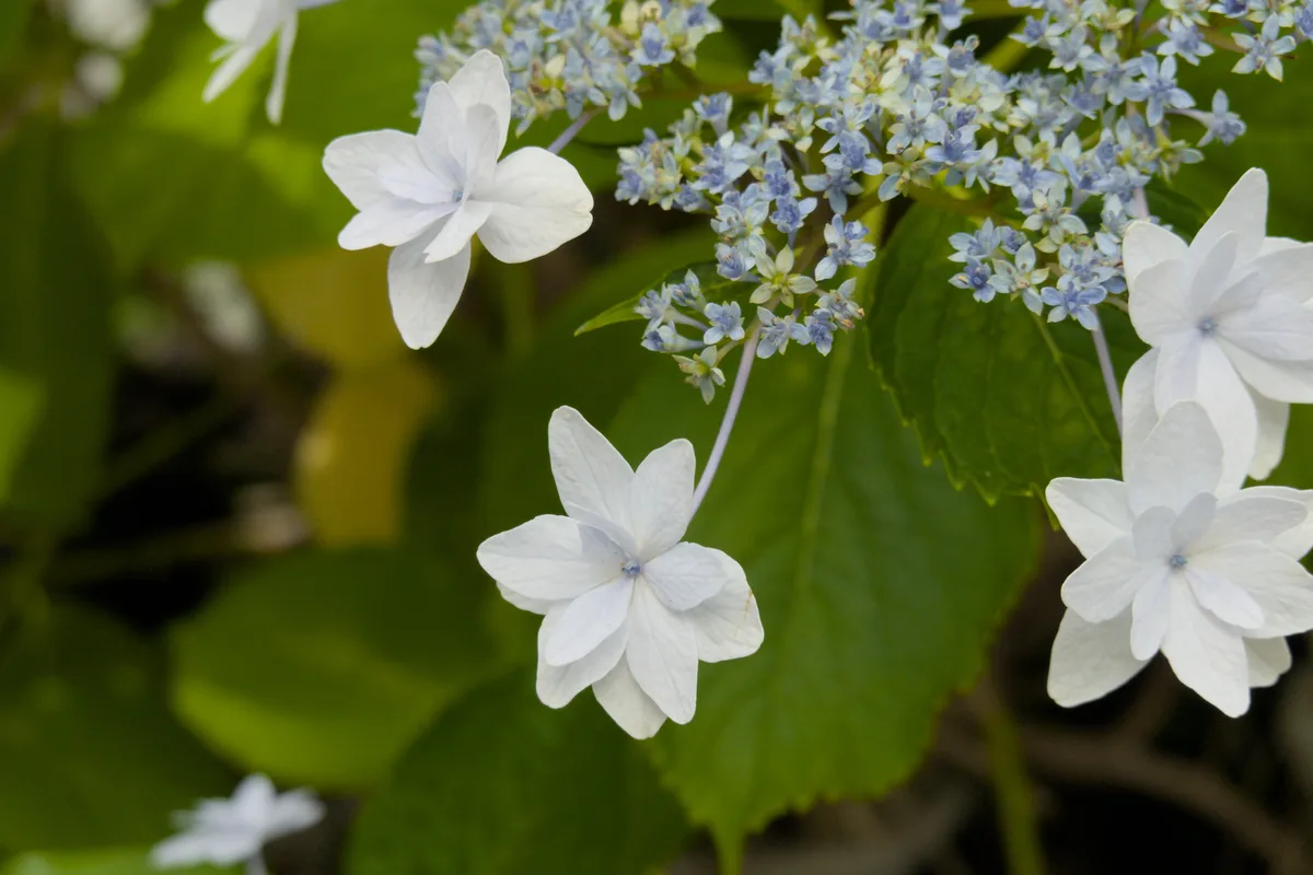 Flowers at Enoshima