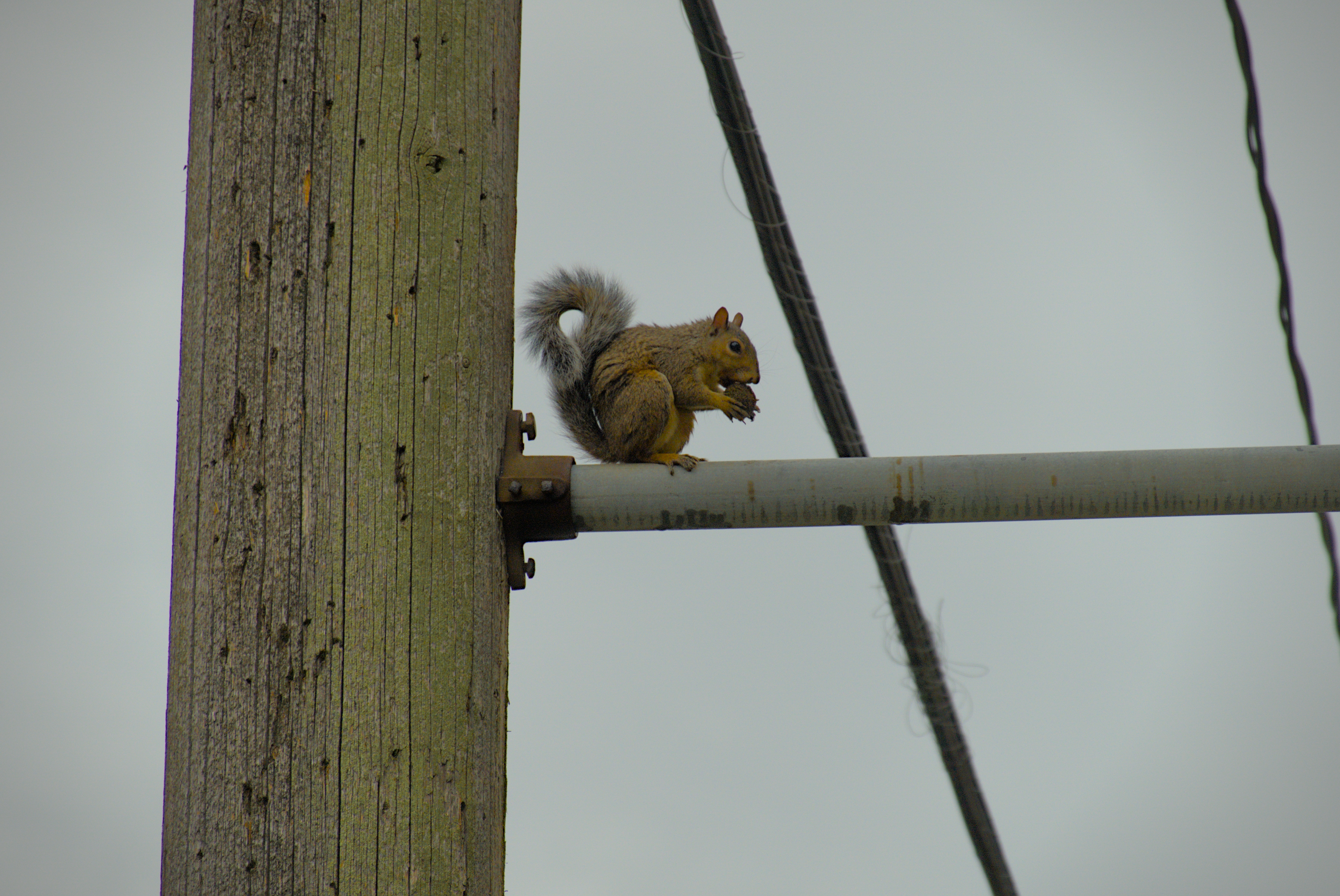 Rain and Squirrel
