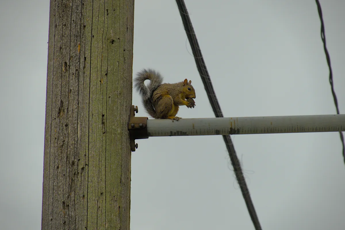 Rain and Squirrel