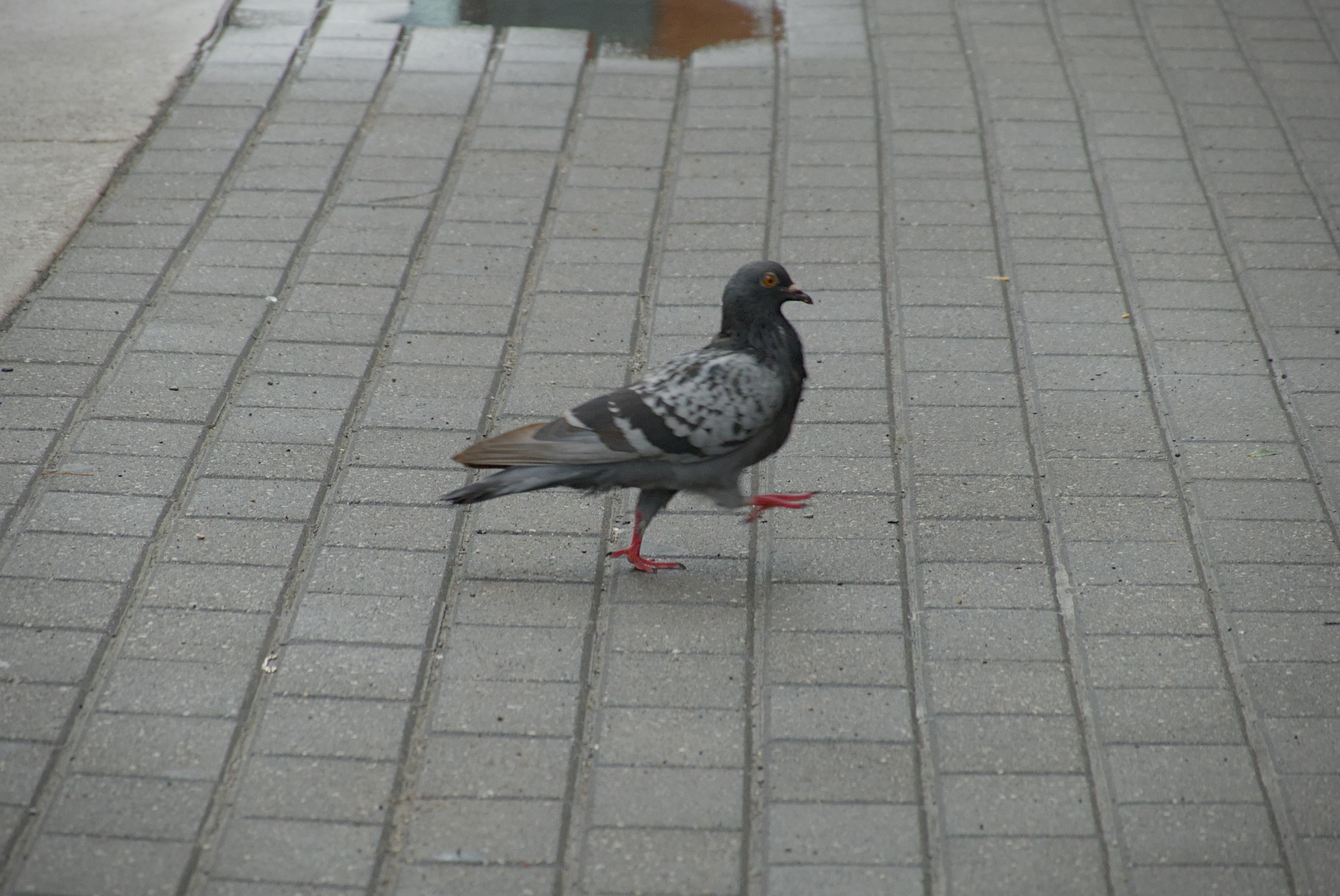 Pigeon in Toronto