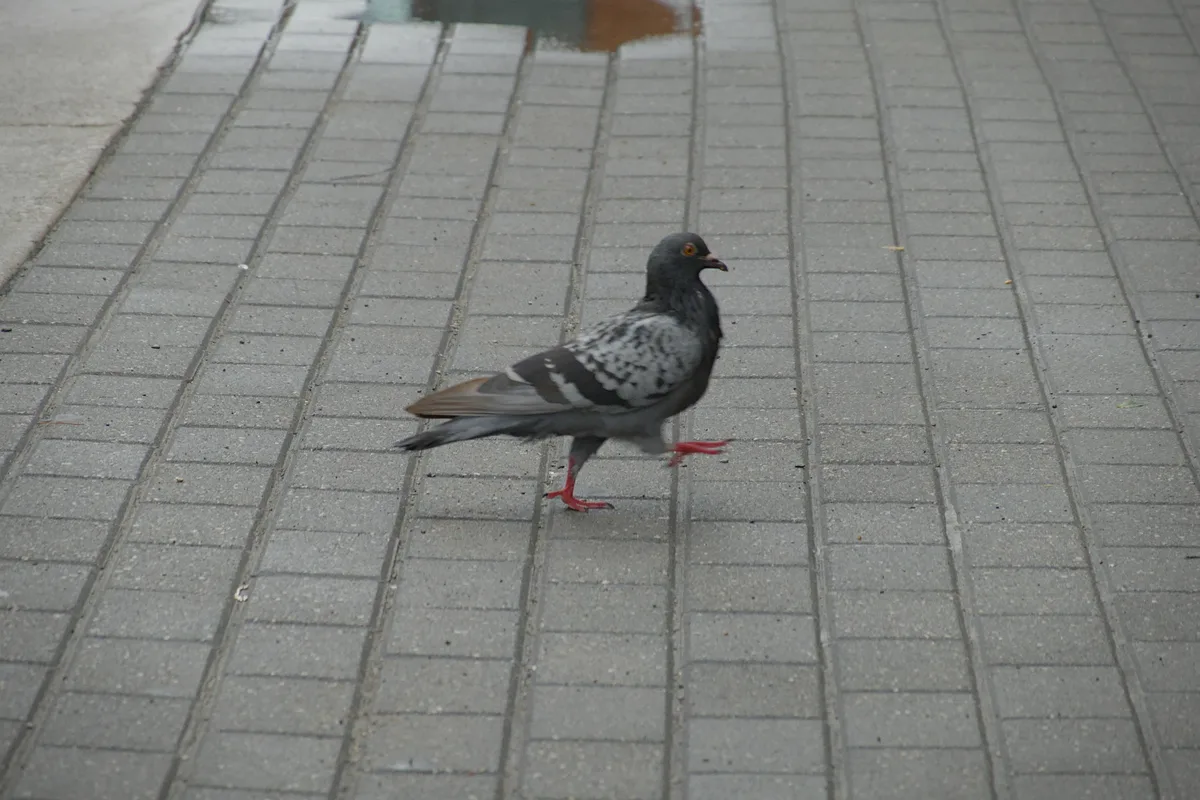 Pigeon in Toronto