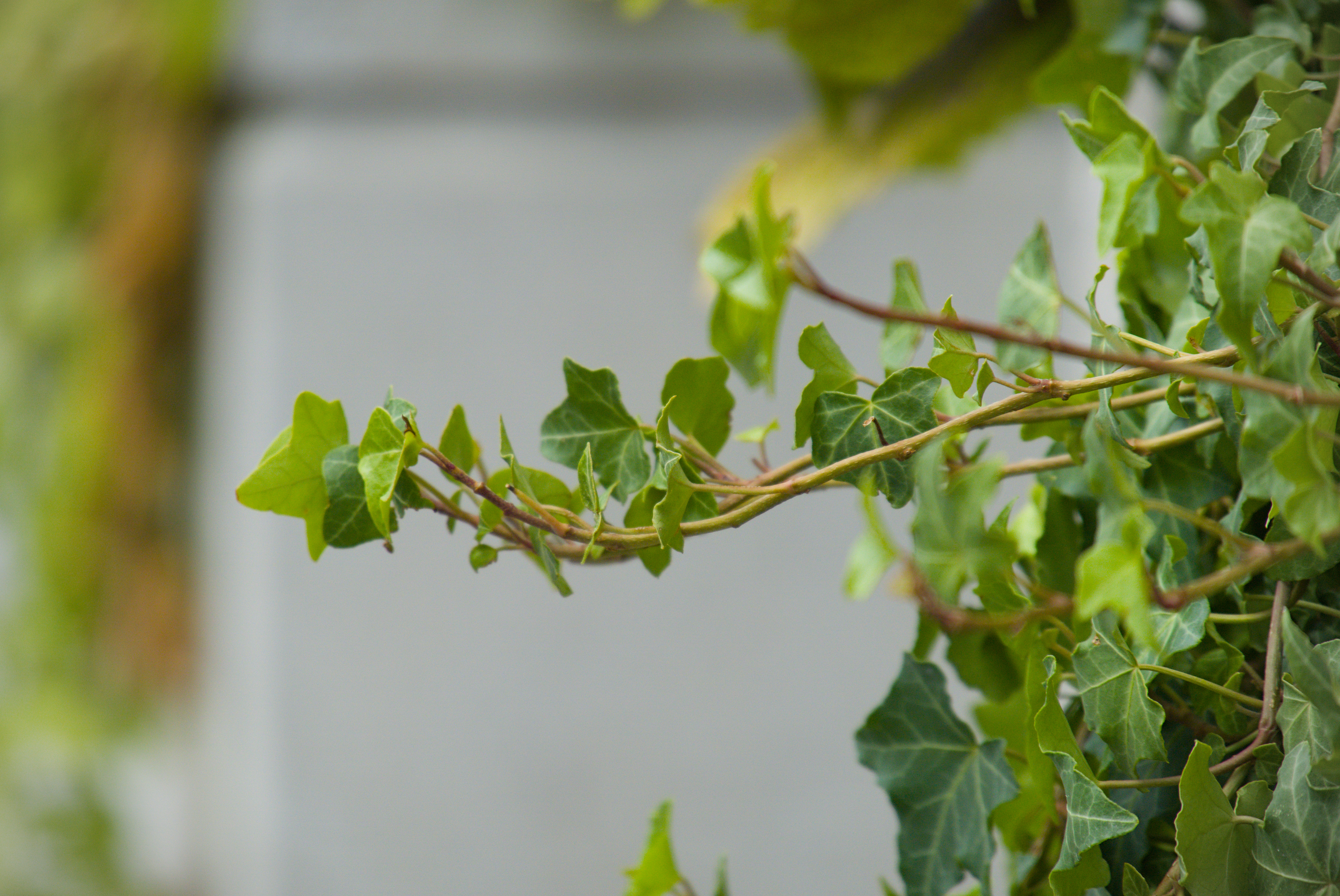 Vines