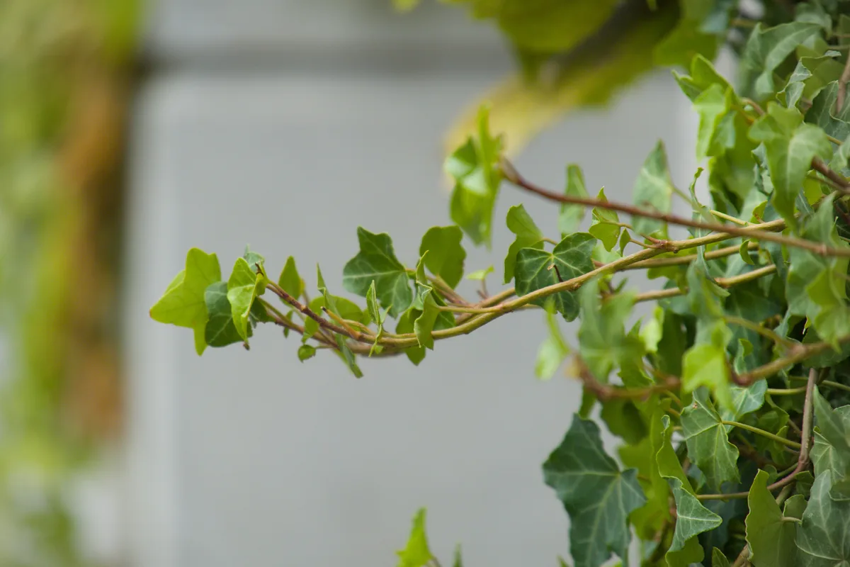 Vines