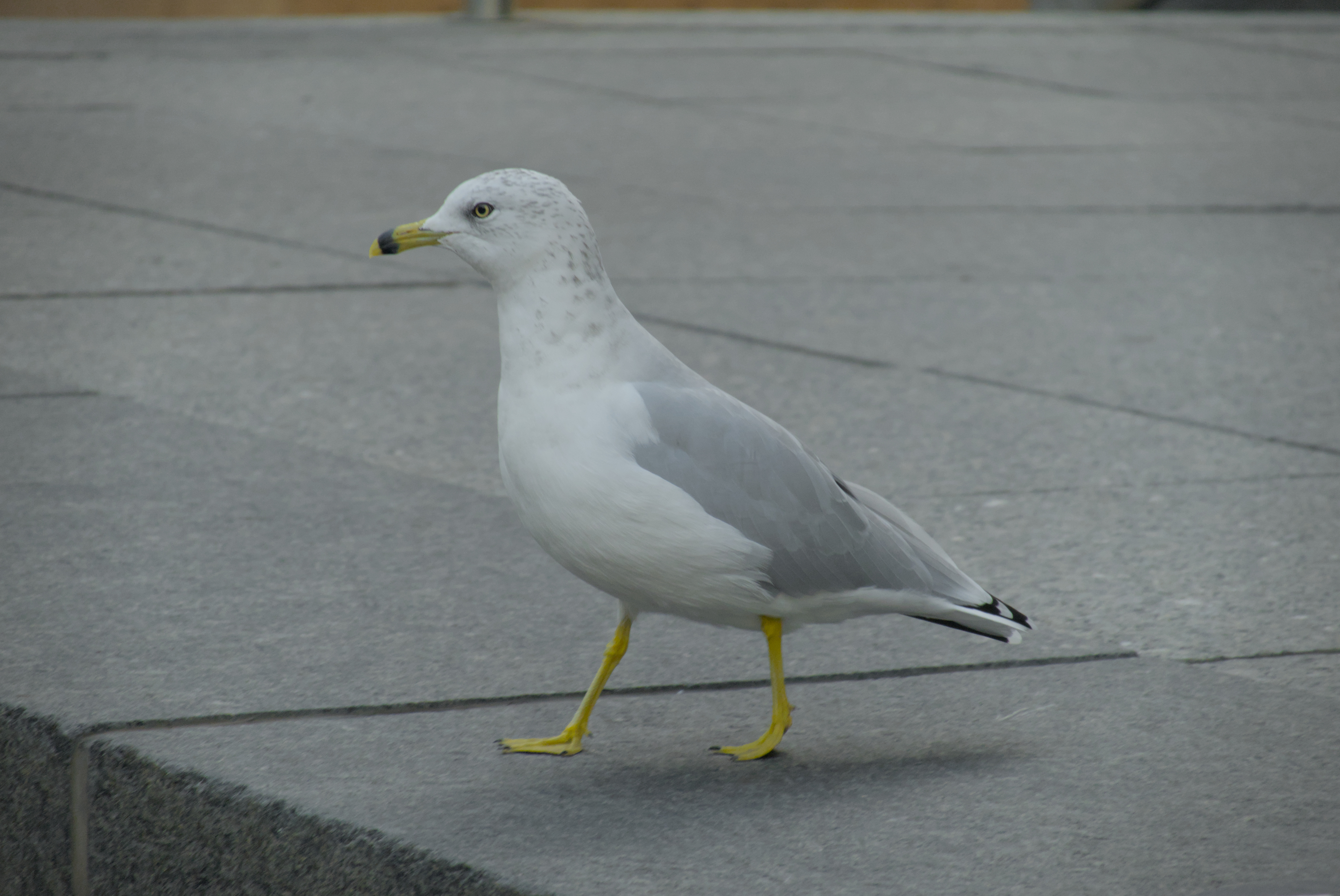 Another Seagull