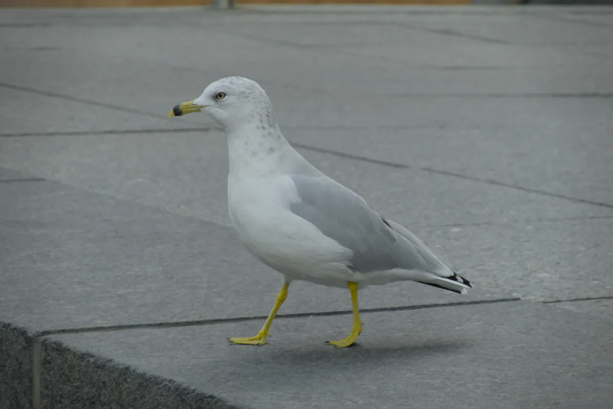 Another Seagull