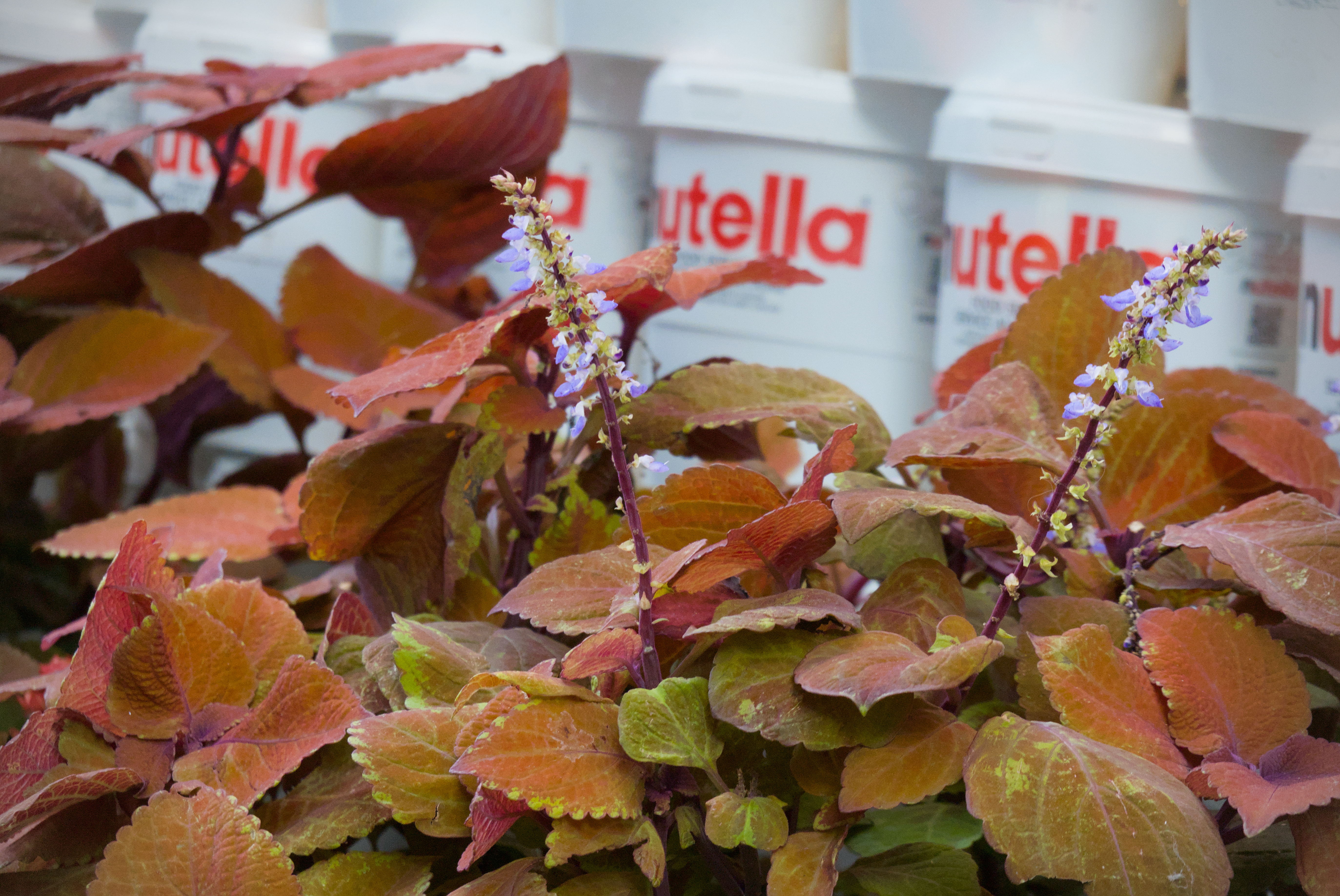 Nutella and Flowers