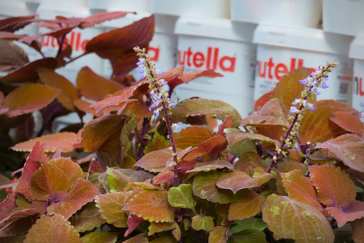 Nutella and Flowers
