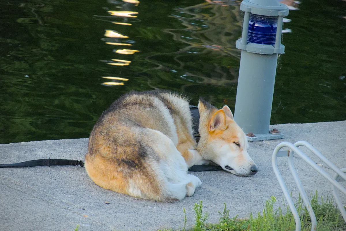 Eepy Dog