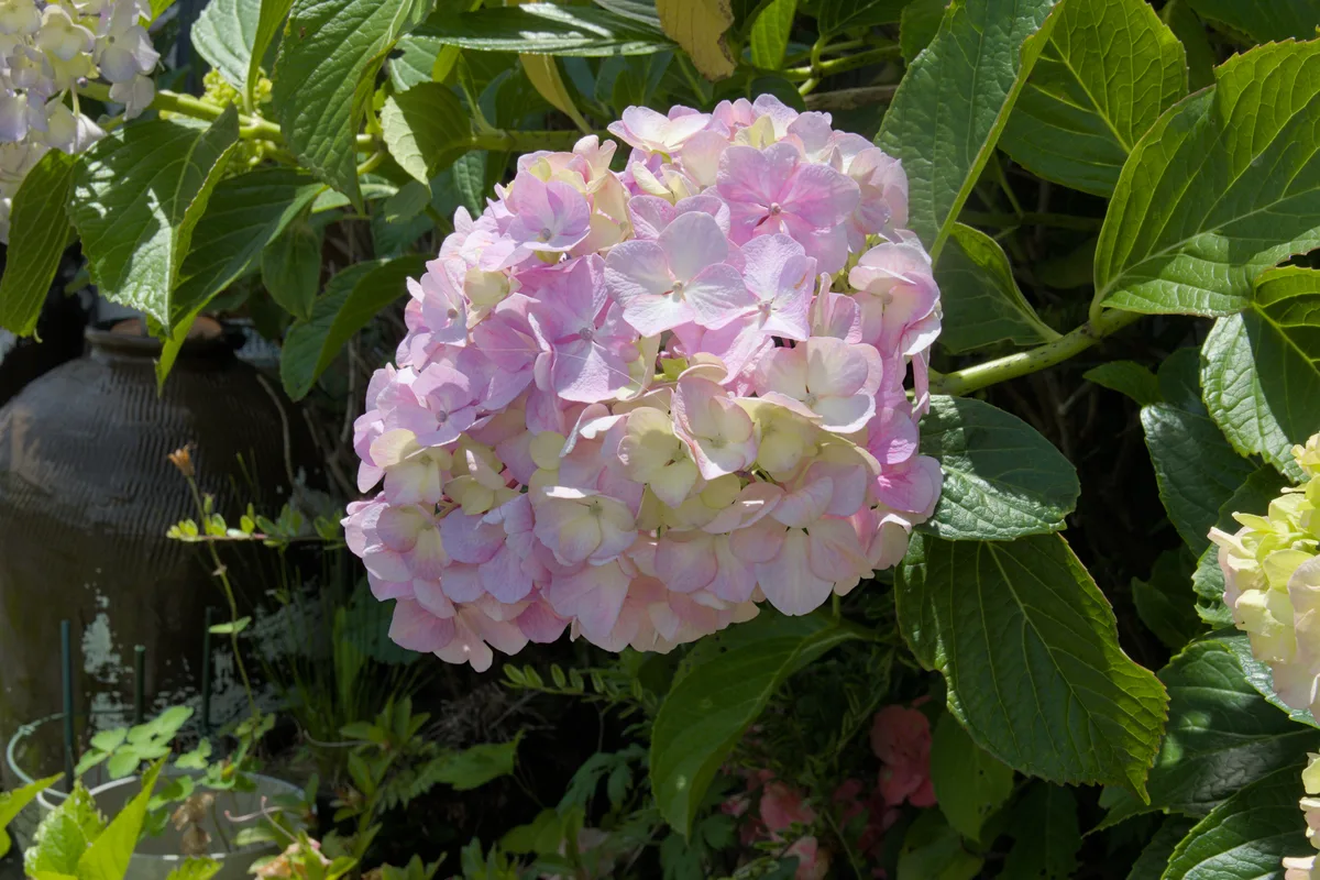Flower in Hakone