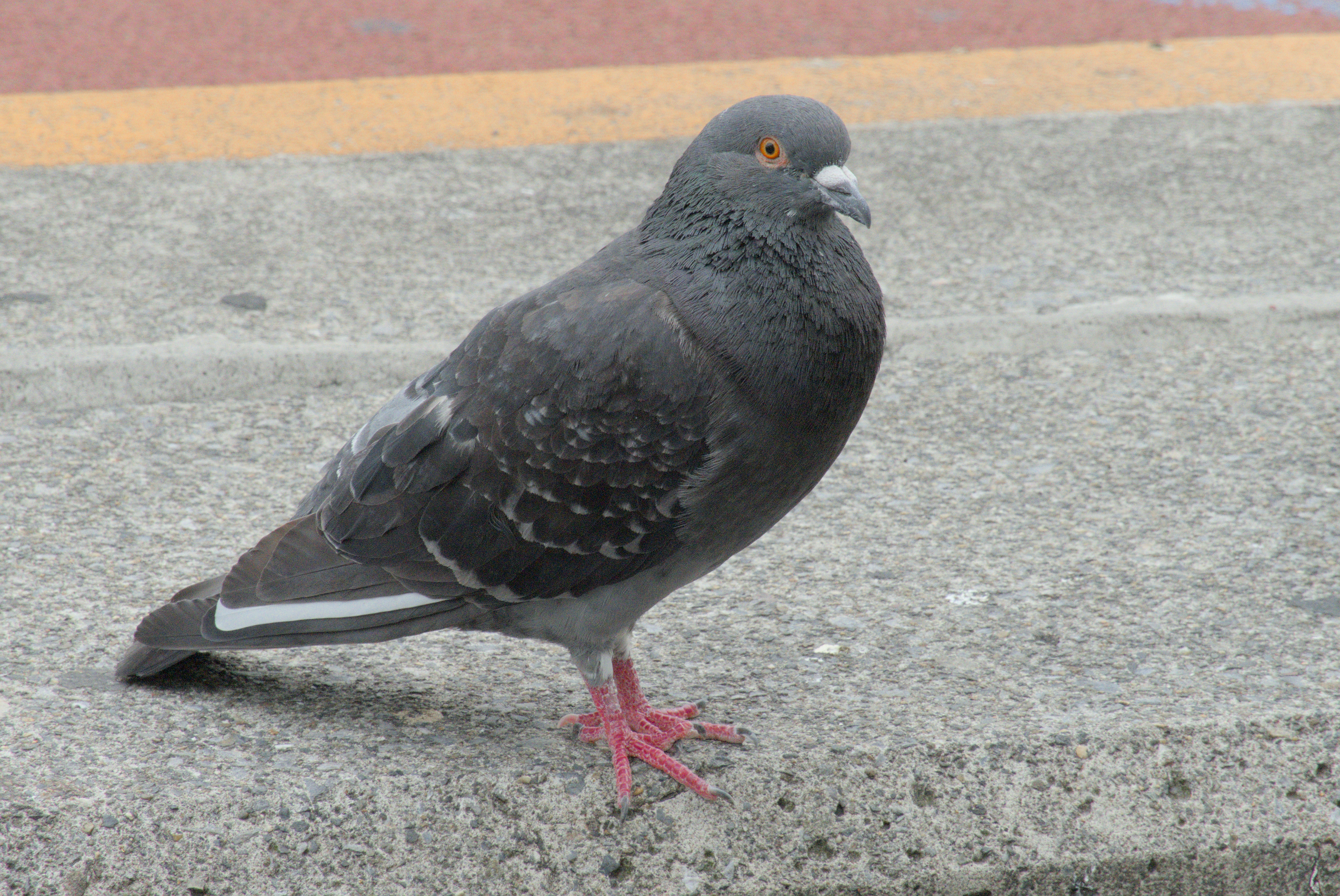 A Pigeon at Shinjuku