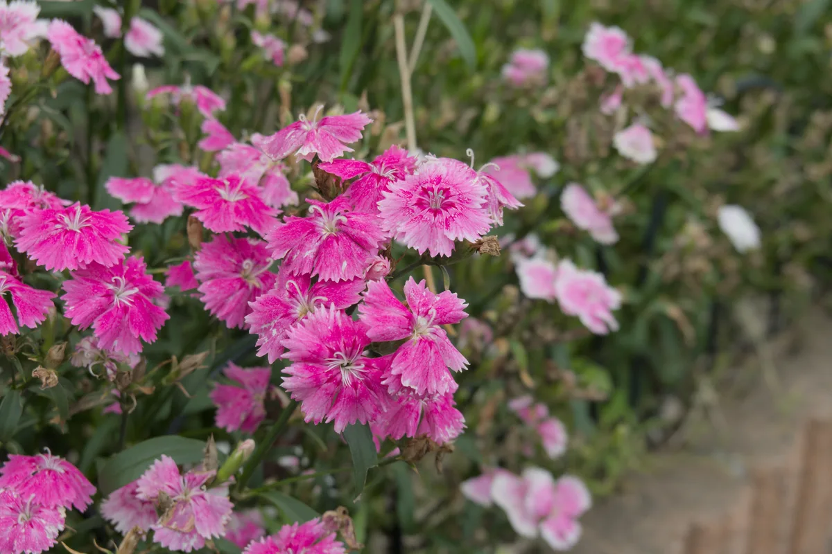 Flowers at Enoshima