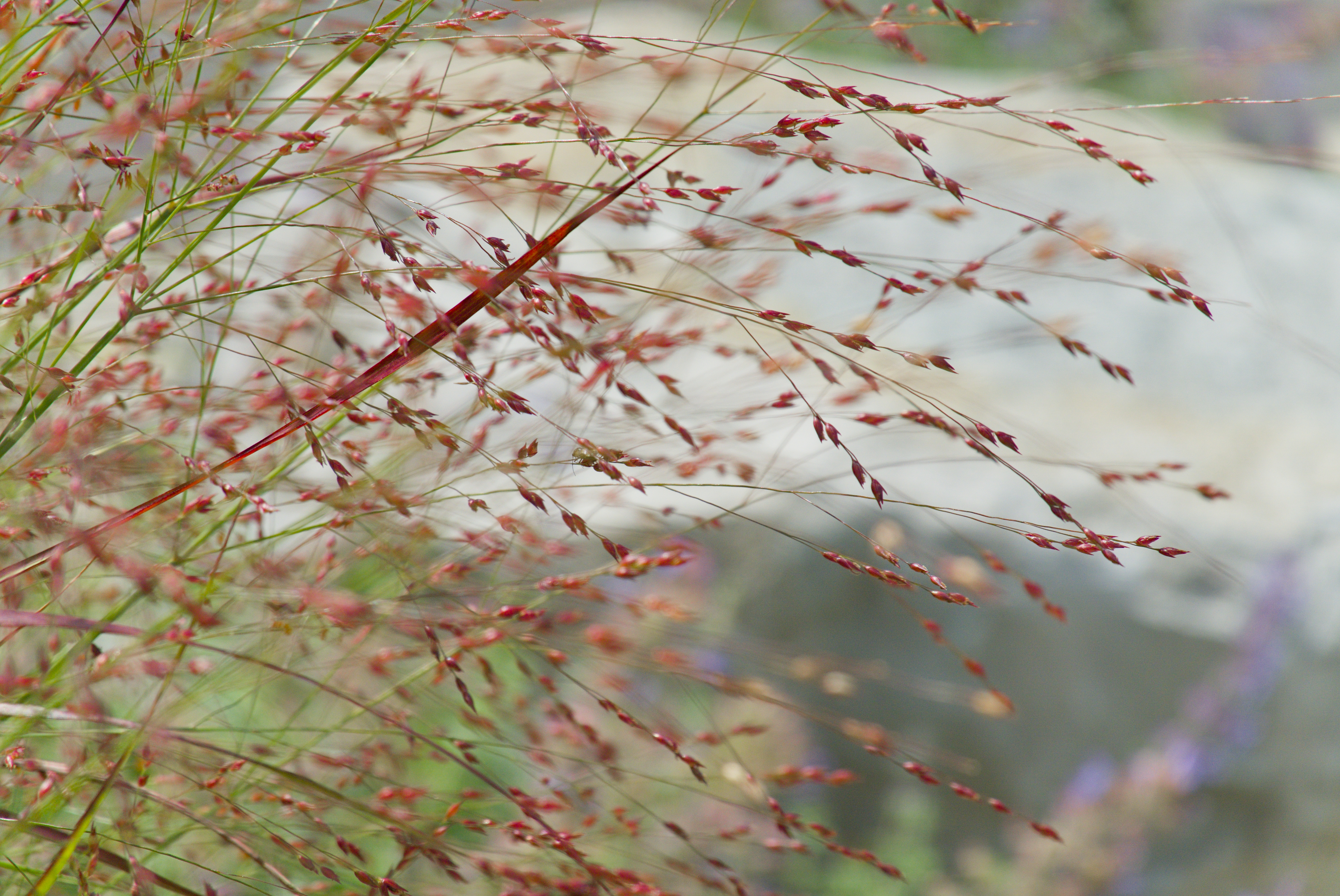 Switchgrass