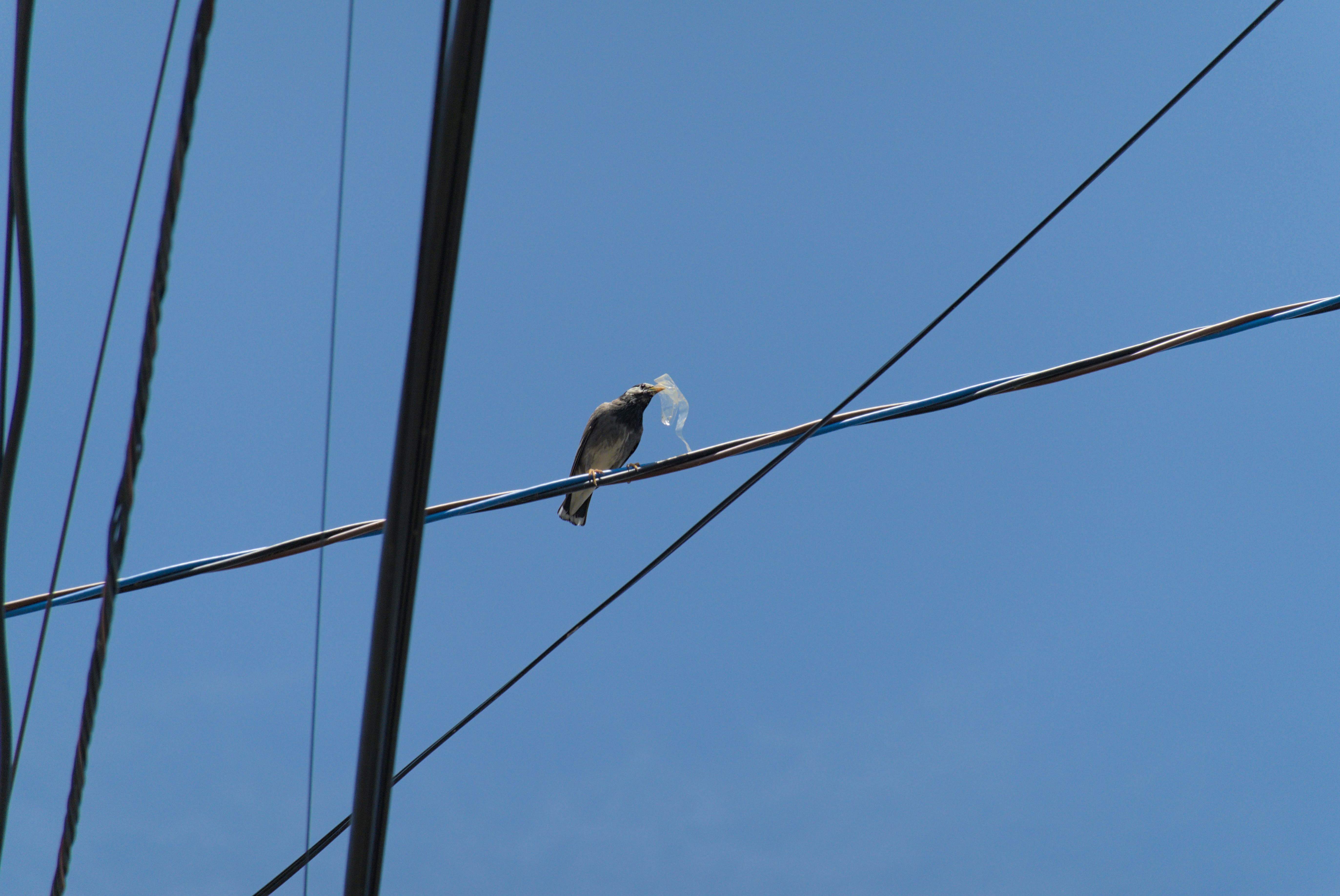 Birb with Plastic